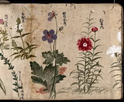 Four flowering plants, one possibly a pink (Dianthus species) and one a Geranium species