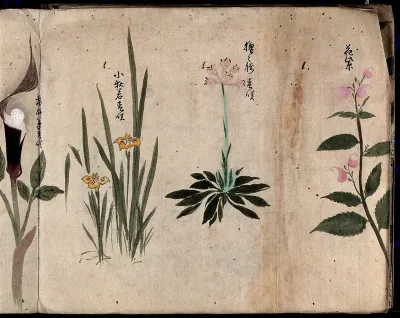 Four flowering plants, possibly including species of Sisyrinchium and Dracunculus