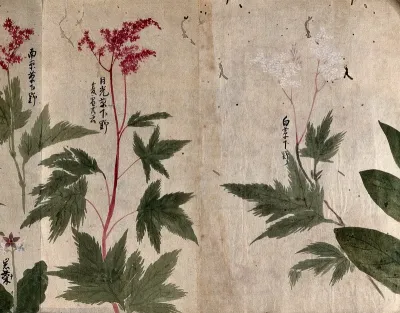 Four flowering plants, possibly including three species of Filipendula