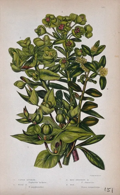 Four flowering plants, three types of spurge (Euphorbia species) and box (Buxus sempervirens)