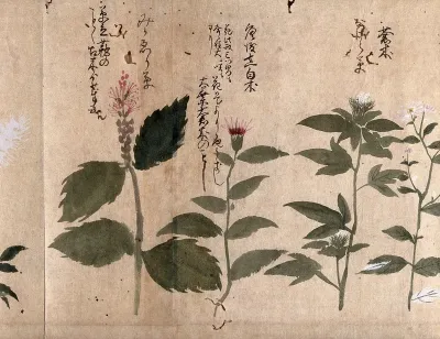 Four flowering plants
