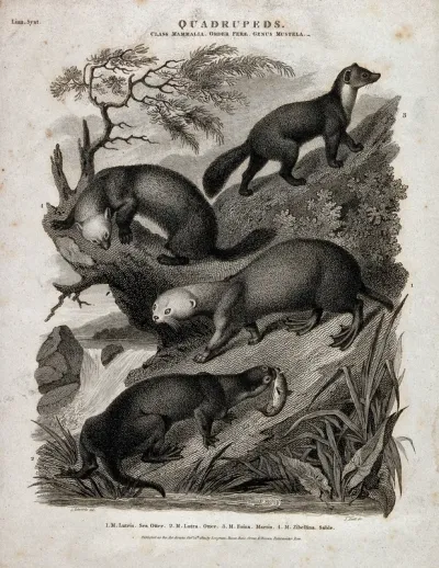 Four four-footed mammals of the order Ferae shown in their natural habitat