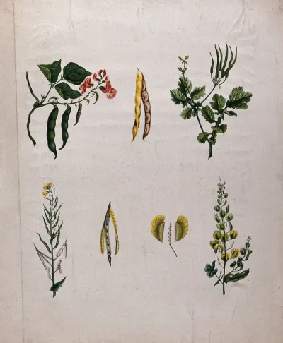 Four fruiting and flowering plants all with different types of pod