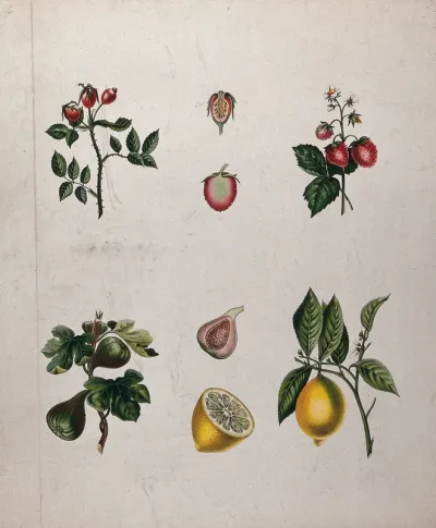 Four fruiting plants, a rose, a strawberry, a fig and a lemon, all with different types of pericarp