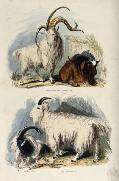 Four goats: above, A four horned and a common goat, below, a cashmere goat and a Rocky mountain goat