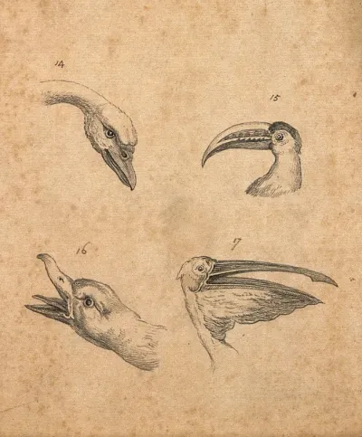 Four heads of birds: a swan, a polyphemus, a wild duck and a pelican