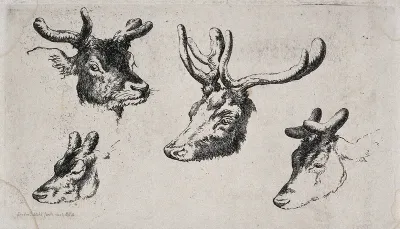 Four heads of stags with differently developed antlers