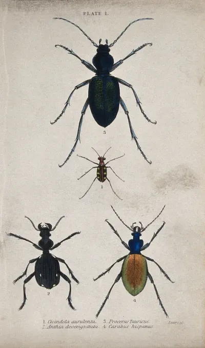 Four insects. Coloured engraving by W. H. Lizars