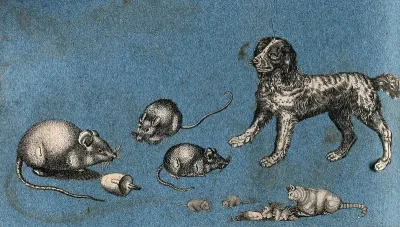 Four mice, a cat and a dog