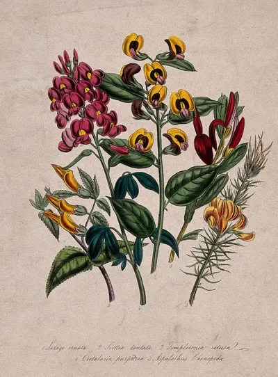 Four ornamental greenhouse flowers, including coral bush (Templetonia retusa)