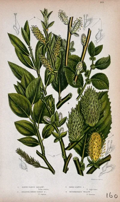 Four plant stems with catkins, all from named types of willow (Salix species)