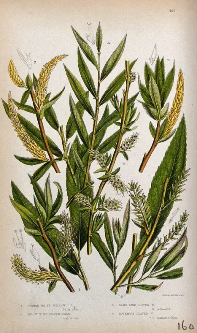 Four plant stems with catkins, all from types of willow (Salix species)