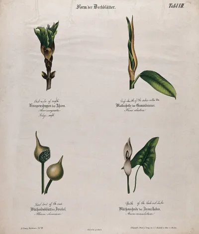 Four plants, all with different forms of bracts, sheaths or spathes