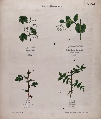 Four plants, all with different forms of tendrils or thorns