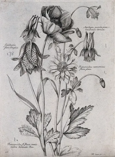 Four plants, including a fritillary (Fritillaria) and a wood buttercup (Ranunculus nemorosus): flowering stems