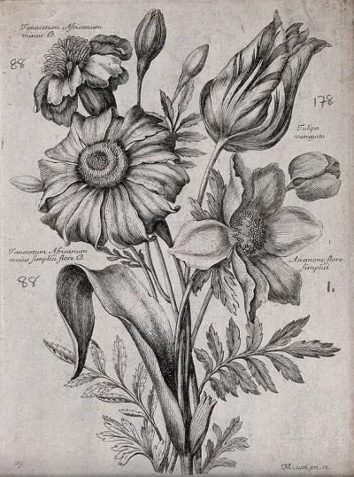 Four plants, including feverfew (Tanacetum species) and a tulip (Tulipa variegata): flowering stems