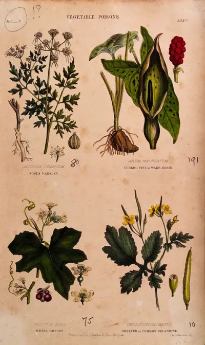 Four poisonous plants: fool's parsley (Aethusa cynapium), cuckoo pint (Arum maculatum), white bryony (Bryonia dioica) and greater celandine (Chelidonium majus)
