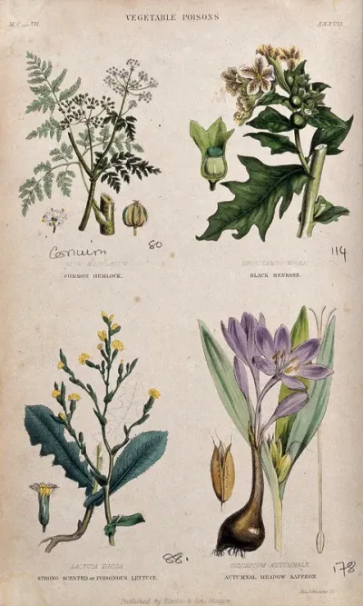 Four poisonous plants: hemlock (Conium maculatum), henbane (Hyoscyamus niger), opium lettuce (Lactuca virosa) and autumn crocus (Colchicum autumnale)