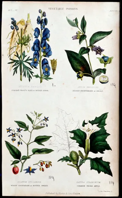 Four poisonous plants: monk's hood (Aconitum napellus), deadly nightshade (Atropa belladonna), woody nightshade (Solanum dulcamara) and thorn-apple (Datura stramonium) Coloured engraving by J