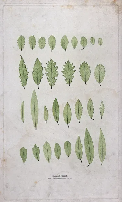Four rows of leaves of varying form, including some of holly (Ilex species) and willow (Salix species)