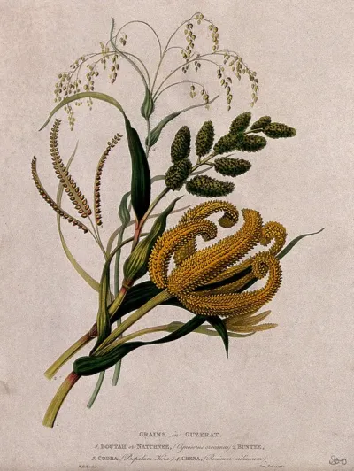 Four seedheads of different grasses (Gramineae species): Cynosorus crocanus, buntee?, Paspalum kora and Panicum miliaceum or common millet