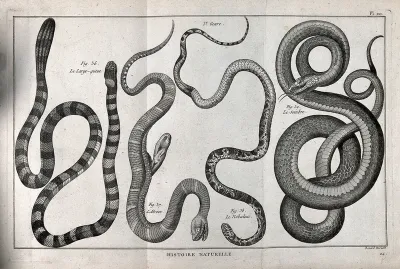 Four snakes of the cobra family