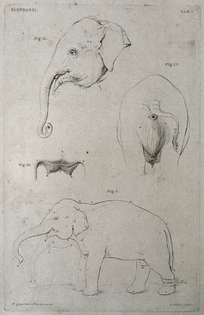 Four studies of elephants, including a side-view of an elephant with a bandaged leg, with details of the head, breasts and genital area