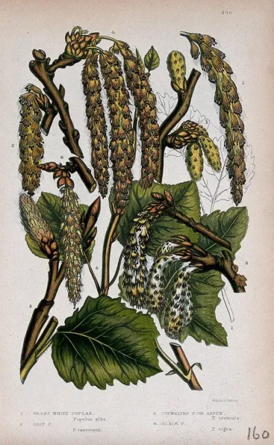 Four twigs with catkins, all from named types of poplar or aspen (Populus species)