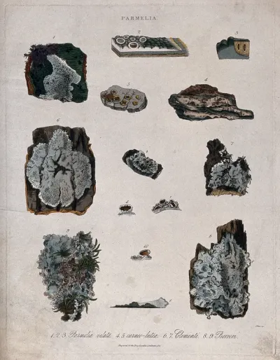 Four types of lichen (Parmelia species)