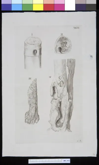 Four views of bones (BPL 1915-1.126, 1.127, 1.128 and 1.131