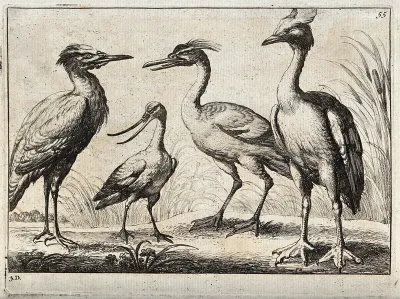 Four water birds, including a heron, an avocet and a great crested grebe