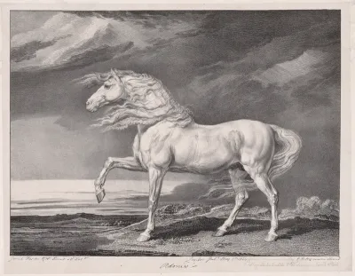 Fourteen Celebrated Horses: Adonis