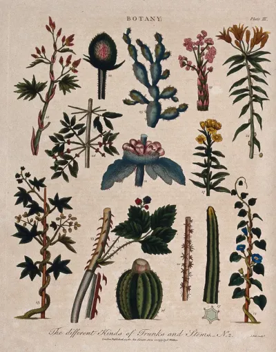 Fourteen different forms of plant stem