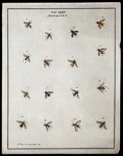 Fourteen flies (Muscæ species)