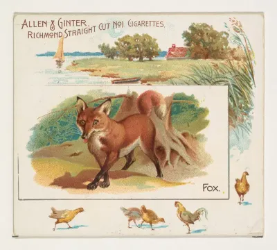 Fox, from Quadrupeds series (N41) for Allen & Ginter Cigarettes