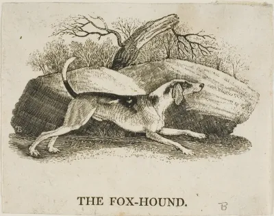 Fox Hound