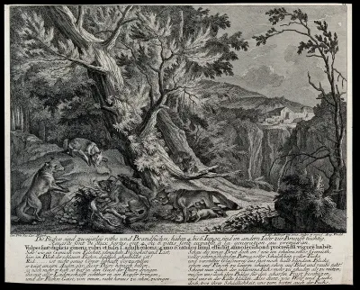 Foxes and their young in a clearing in the forest
