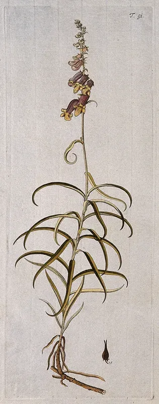 Foxglove (Digitalis obscura L.): flowering stem with separate fruit and seed