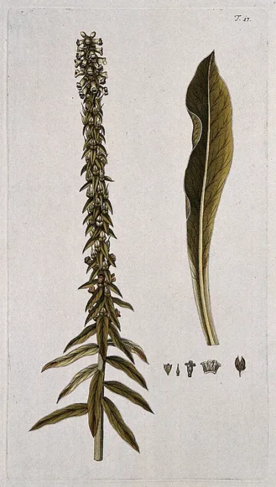 Foxglove (Digitalis parviflora Jacq.): flowering and fruiting stem with separate leaf, fruit and floral segments