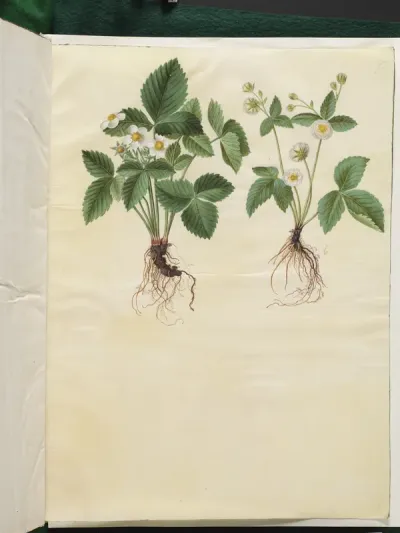 Fragaria vesca (skov-jordbær)