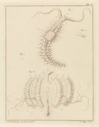 Franjeworm en een ribkwalletje