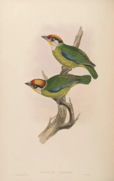 Franklin's Barbet