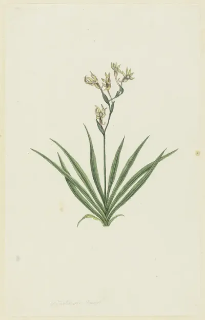 Freesia viridis (Aiton) Goldblatt & J.C. Manning