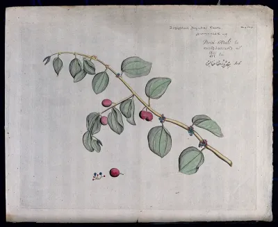 French jujube (Zizyphus jujuba Gaertn.): Branch with leaves, flowers and fruit and separate fruit and flowers