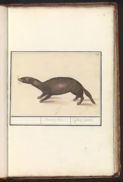 Fret (Mustela putorius furo)