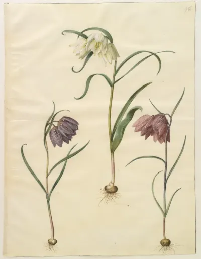 Fritillaria meleagris (almindelig vibeæg)