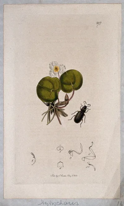 Frog-bit plant (Hydrocharis morsus-ranae) with an associated water-beetle and its abdominal segments