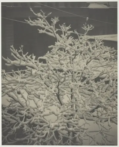 From the Back-Window "291" Snow-Covered Tree, Back-Yard