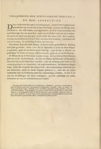 From the Book Metamorphosis insectorum Surinamensium