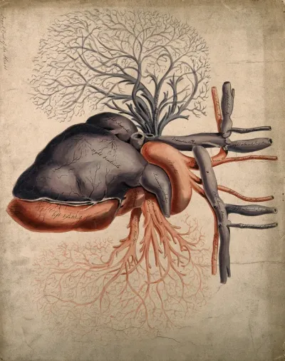 Front view of the heart, with arteries and blood-vessels attached